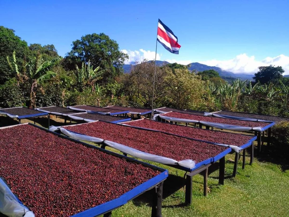 Costa Rica San Francisco Natural Anaerobic