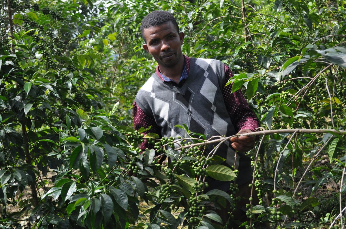 Etiopia Guji Tero Farm Økologisk
