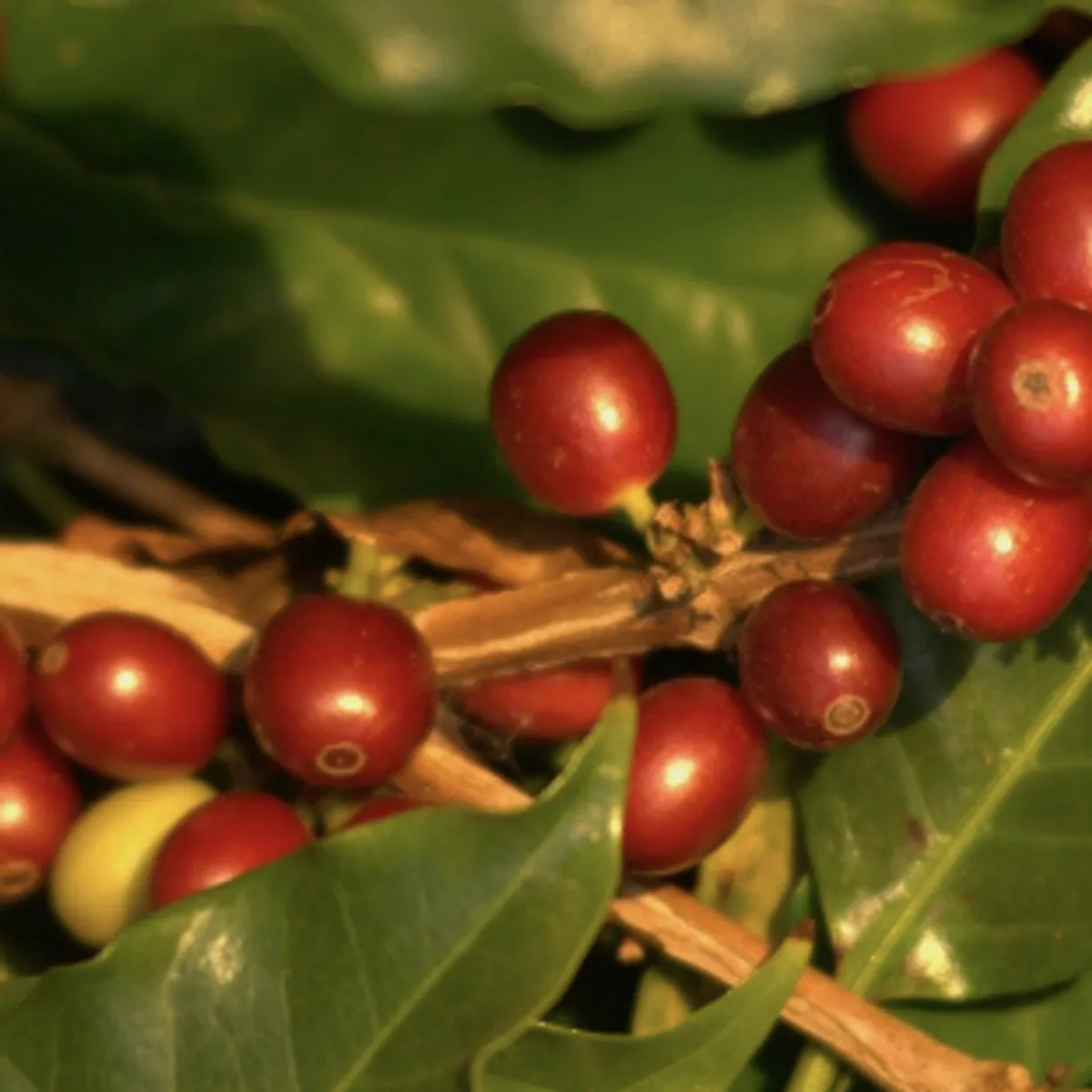Colombia El Paraiso Cofermentert m/Litchi