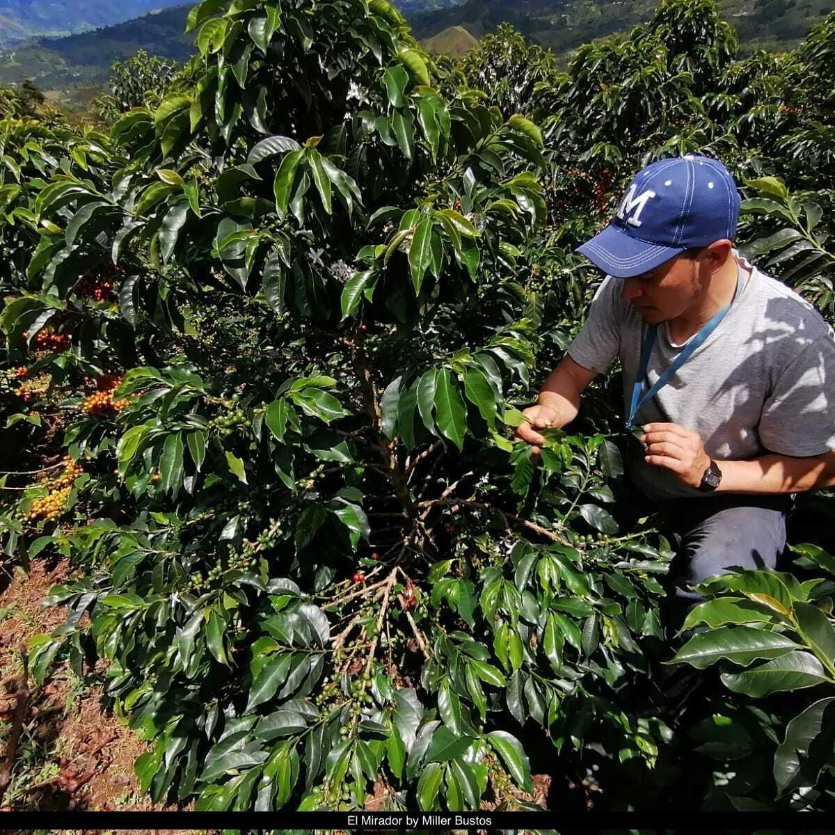 Colombia La Argelia #1 by Lisandro Aldana